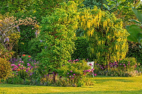 THE_MANOR_HOUSE_STEVINGTON_BEDFORDSHIRE_SPRING_MAY_EARLY_MORNING_SUNRISE_LABURNUM_VOSSII_ARCH_ARCHWA