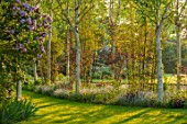 THEMANOR HOUSE, STEVINGTON, BEDFORDSHIRE: BIRCH AVENUE, BETULA, BAMBOOS, MAY, SPRING, GRASS, PATHS