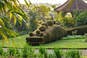 THE MANOR HOUSE, STEVINGTON, BEDFORDSHIRE: DRAGON CLIPPED TOPIARY YEW HEDGING, HEDGES, SUMMERHOUSE, SUNRISE, COUNTRY, GARDEN, ENGLISH, SPRING, MAY