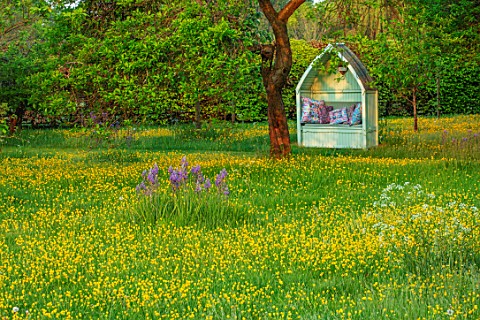 THE_MANOR_HOUSE_STEVINGTON_BEDFORDSHIRE_BUTTERCUPS_GREEN_COVERED_SEAT_ARBOUR_CAMASSIAS_WILDFLOWER_ME