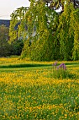 THE MANOR HOUSE, STEVINGTON, BEDFORDSHIRE: BUTTERCUPS, CAMASSIAS. WILDFLOWER, MEADOWS, SPRING, ORCHARD, SPRING, MAY