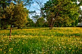 MORTON HALL GARDENS, WORCESTERSHIRE: SPRING, MAY, THE MEADOW, DRIVE, LANDSCAPE, WILDFLOWERS, BUTTERCUPS, RANUNCULUS REPENS, YELLOW FLOWERS, BLOOMING, BLOOMS