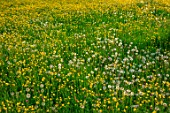 MORTON HALL GARDENS, WORCESTERSHIRE: SPRING, MAY, THE MEADOW, DRIVE, LANDSCAPE, WILDFLOWERS, BUTTERCUPS, RANUNCULUS REPENS, YELLOW FLOWERS, BLOOMING, BLOOMS, DANDELIONS