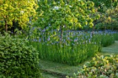 BRYANS GROUND, HEREFORDSHIRE: THE ORCHARD IN LATE SPRING WITH APPLE TREES AND BLUE FLOWERS OF IRIS SIBIRICA PAPILLON - SPRING, COUNTRY GARDEN, FLOWERING, GRASS, PATH