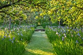BRYANS GROUND, HEREFORDSHIRE: THE ORCHARD IN LATE SPRING WITH APPLE TREES AND BLUE FLOWERS OF IRIS SIBIRICA PAPILLON - SPRING, COUNTRY GARDEN, FLOWERING, GRASS, WATER, POOL, CANAL