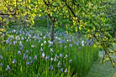 BRYANS GROUND, HEREFORDSHIRE: THE ORCHARD IN LATE SPRING WITH APPLE TREES AND BLUE FLOWERS OF IRIS SIBIRICA PAPILLON - SPRING, COUNTRY GARDEN, FLOWERING, GRASS