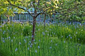 BRYANS GROUND, HEREFORDSHIRE: THE ORCHARD IN LATE SPRING WITH APPLE TREES AND BLUE FLOWERS OF IRIS SIBIRICA PAPILLON - SPRING, COUNTRY GARDEN, FLOWERING, GRASS, GREENHOUSE
