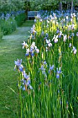 BRYANS GROUND, HEREFORDSHIRE: THE ORCHARD IN LATE SPRING WITH APPLE TREES AND BLUE FLOWERS OF IRIS SIBIRICA PAPILLON - SPRING, COUNTRY GARDEN, FLOWERING, GRASS, WOODEN, BENCH
