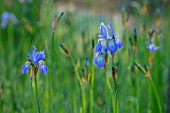 BRYANS GROUND, HEREFORDSHIRE: THE ORCHARD IN LATE SPRING WITH BLUE FLOWERS OF IRIS SIBIRICA PAPILLON - SPRING, COUNTRY GARDEN, FLOWERING, GRASS