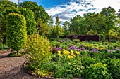 THE PICTON GARDEN AND OLD COURT NURSERIES, WORCESTERSHIRE: BORDER, MAY, SPRING, IRIS GOLDEN IMMORTAL, ALLIUM UNIVERSE, BULBS, YELLOW, PURPLE, FLOWERS, BLOOMING, BLOOMS