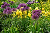 THE PICTON GARDEN AND OLD COURT NURSERIES, WORCESTERSHIRE: BORDER, MAY, SPRING, IRIS GOLDEN IMMORTAL, ALLIUM UNIVERSE, BULBS, YELLOW, PURPLE, FLOWERS