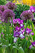 THE PICTON GARDEN AND OLD COURT NURSERIES, WORCESTERSHIRE: BORDER, MAY, SPRING, IRIS GOLDEN IMMORTAL, ALLIUM UNIVERSE, BULBS, PURPLE, FLOWERS, BLOOMS, BLOOMING, FLOWERING