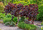THE PICTON GARDEN AND OLD COURT NURSERIES, WORCESTERSHIRE: SPRING, MAY, CORYLUS AVELLANA SSP CONTORTA RED MAJESTIC. SHRUBS, TREES