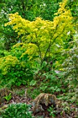 THE PICTON GARDEN AND OLD COURT NURSERIES, WORCESTERSHIRE: YELLOW FOLIAGE, LEAVES OF ACER PALMATUM ORANGE DREAM, WOODLAND, SHADE, SHADY, MAY, SPRING, TREES