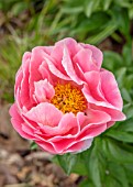 THE PICTON GARDEN AND OLD COURT NURSERIES, WORCESTERSHIRE: CLOSE UP OF PINK FLOWERS OF PEONY, PAEONIA SALMON DREAM, PEONIES, PERENNIALS, MAY, SPRING