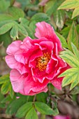 THE PICTON GARDEN AND OLD COURT NURSERIES, WORCESTERSHIRE: CLOSE UP OF PINK FLOWERS OF PEONY, PAEONIA PLAY GIRL, PEONIES, PERENNIALS, MAY, SPRING