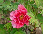 THE PICTON GARDEN AND OLD COURT NURSERIES, WORCESTERSHIRE: CLOSE UP OF PINK FLOWERS OF PEONY, PAEONIA PLAY GIRL, PEONIES, PERENNIALS, MAY, SPRING