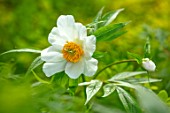 THE PICTON GARDEN AND OLD COURT NURSERIES, WORCESTERSHIRE: CLOSE UP OF WHITE FLOWERS OF PEONY, PAEONIA EMODI, PEONIES, PERENNIALS, MAY, SPRING