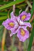 THE PICTON GARDEN AND OLD COURT NURSERIES, WORCESTERSHIRE: CLOSE UP OF PINK, YELLOW, PURPLE FLOWERS OF PACIFIC COAST IRIS HYBRID, MAY, SPRING