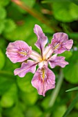 THE PICTON GARDEN AND OLD COURT NURSERIES, WORCESTERSHIRE: CLOSE UP OF PALE PINK, YELLOW, PURPLE FLOWERS OF PACIFIC COAST IRIS HYBRID, MAY, SPRING