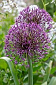 THE PICTON GARDEN AND OLD COURT NURSERIES, WORCESTERSHIRE: CLOSE UP OF PURPLE FLOWERS OF ALLIUM UNIVERSE, MAY, SPRING, BULBS, FLOWERING, BLOOMING