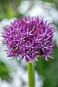 THE PICTON GARDEN AND OLD COURT NURSERIES, WORCESTERSHIRE: CLOSE UP OF PURPLE FLOWERS OF ALLIUM BEAU REGARD, MAY, SPRING, BULBS, FLOWERING, BLOOMING