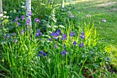 MORTON HALL GARDENS, WORCESTERSHIRE: BORDER WITH BLUE, PURPLE FLOWERS OF IRIS SIBIRICA TROPIC NIGHT, BULBS, SPRING, MAY, BIRCH TREES, LAWNS