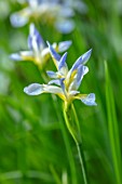 MORTON HALL GARDENS, WORCESTERSHIRE: CLOSE UP OF PALE BLUE, YELLOW, CREAM FLOWERS OF IRIS SIBIRICA SUMMER SKY, BULBS, SPRING, MAY, PERENNIALS