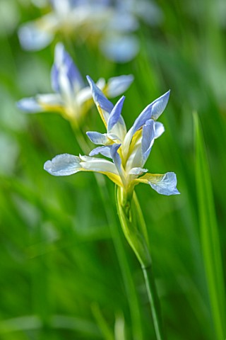 MORTON_HALL_GARDENS_WORCESTERSHIRE_CLOSE_UP_OF_PALE_BLUE_YELLOW_CREAM_FLOWERS_OF_IRIS_SIBIRICA_SUMME