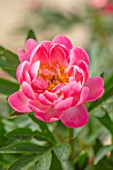KELWAYS, SOMERSET: CLOSE UP PORTRAIT OF PINK FLOWERS OF PEONY, PAEONIA CORAL SUPREME, FLOWERING, BLOOMING, PERENNIALS, SPRING, MAY