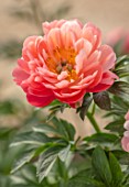 KELWAYS, SOMERSET: CLOSE UP PORTRAIT OF PINK FLOWERS OF PEONY, PAEONIA CORAL SUNSET, FLOWERING, BLOOMING, PERENNIALS, SPRING, MAY