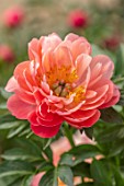 KELWAYS, SOMERSET: CLOSE UP PORTRAIT OF PINK FLOWERS OF PEONY, PAEONIA CORAL SUNSET, FLOWERING, BLOOMING, PERENNIALS, SPRING, MAY
