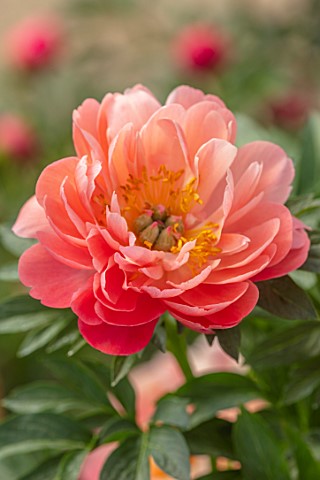 KELWAYS_SOMERSET_CLOSE_UP_PORTRAIT_OF_PINK_FLOWERS_OF_PEONY_PAEONIA_CORAL_SUNSET_FLOWERING_BLOOMING_