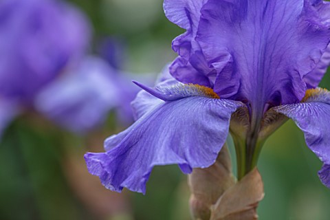 MORTON_HALL_GARDENS_WORCESTERSHIRE_SPRING_MAY_BLUE_PURPLE_FLOWERS_OF_TALL_BEARDED_IRIS_ABOVE_THE_CLO