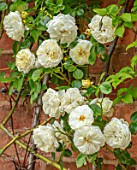 MORTON HALL, WORCESTERSHIRE: CLOSE UP PLANT PORTRAIT OF PALE YELLOW, CREAMY, WHITE, FLOWERS OF ROSE, ROSA CLARENCE HOUSE, ROSES, CLIMBING, WALLS, FLOWERING, BLOOMING, SHRUBS