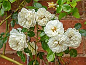 MORTON HALL, WORCESTERSHIRE: CLOSE UP PLANT PORTRAIT OF PALE YELLOW, CREAMY, WHITE, FLOWERS OF ROSE, ROSA CLARENCE HOUSE, ROSES, CLIMBING, WALLS, FLOWERING, BLOOMING, SHRUBS