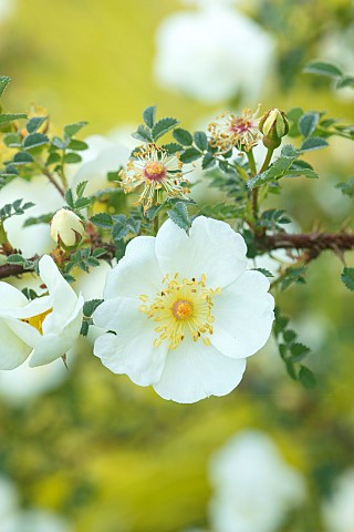 COTTAGE_ROW_DORSET_WHITE_FLOWERS_OF_WILD_ROSE_ROSA_SPINOSISSIMA_FLOWERING_BLOOMS_BLOOMING_SUMMER