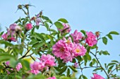 MORTON HALL GARDENS, WORCESTERSHIRE: CLOSE UP OF PINK FLOWERS OF ROSE - ROSA POMIFERA, SYN ROSA VILLOSA DUPLEX, CLIMBING, SPRING, MAY