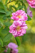 MORTON HALL GARDENS, WORCESTERSHIRE: CLOSE UP OF PINK FLOWERS OF ROSE - ROSA POMIFERA, SYN ROSA VILLOSA DUPLEX, CLIMBING, SPRING, MAY