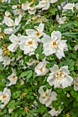 MORTON HALL GARDENS, WORCESTERSHIRE: CLOSE UP OF WHITE, CREAM, FLOWERS OF ROSE - ROSA NEVADA, CLIMBING, SHRUBS, SPRING, MAY
