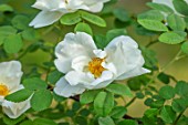 MORTON HALL GARDENS, WORCESTERSHIRE: CLOSE UP OF WHITE, CREAM, FLOWERS OF ROSE - ROSA NEVADA, CLIMBING, SHRUBS, SPRING, MAY