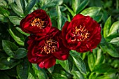 MORTON HALL GARDENS, WORCESTERSHIRE: CLOSE UP OF DARK RED, YELLOW FLOWERS OF PEONY, PAEONIA BUCKEYE BELLE, CLIMBING, SPRING, MAY, PERENNIALS