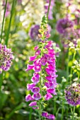 ORDNANCE HOUSE, WILTSHIRE: CLOSE UP OF FOXGLOVES, DIGITALIS CAMELOT ROSE, MAY, SPRING