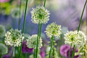 ORDNANCE HOUSE, WILTSHIRE: CLOSE UP OF WHITE FLOWERS OF ALLIUM MOUNT EVEREST, WHITE, MAY, BULBS, SPRING