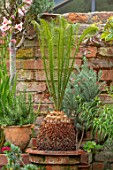 MARK GRIFFITHS GARDEN, OXFORD: WALL, PLANT STAND, TERRACOTTA CONTAINERS, CYCAS PANZHIHUAENSIS, TOWN, GARDEN, CHINA, CHINESE, FOLIAGE, LEAVES, EXOTIC, TROPICAL, RARE, CYCADS