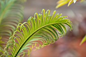 MARK GRIFFITHS GARDEN, OXFORD: YOUNG, EMERGING GREEN, LEAVES, FOLIAGE OF CYCAS PANZHIHUAENSIS, CHINA, CHINESE, EXOTIC, TROPICAL, RARE, CYCADS