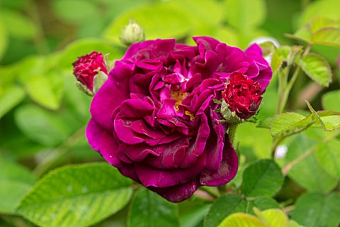 MARK_GRIFFITHS_GARDEN_OXFORD_CLOSE_UP_PINK_RED_FLOWERS_OF_ROSE_ROSA_TUSCANY_SHRUBS_ROSES