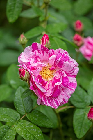 MARK_GRIFFITHS_GARDEN_OXFORD_CLOSE_UP_PINK_RED_FLOWERS_OF_ROSE_ROSA_GALLICA_VERSICOLOR_SHRUBS_ROSES_