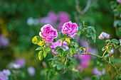 VILLAGE FARM HOUSE, GLOUCESTERSHIRE: PINK FLOWERS OF ROSE, ROSA CERISE BOUQUET, SPRING, MAY, BLOOMS, FLOWERING, BLOOMING, SHRUBS