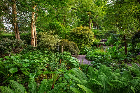 YORK_GATE_YORKSHIRE_DELL_GARDEN_JUNE_SUMMER_PATH_MAPLES_GREEN_FOLIAGE_LEAVES